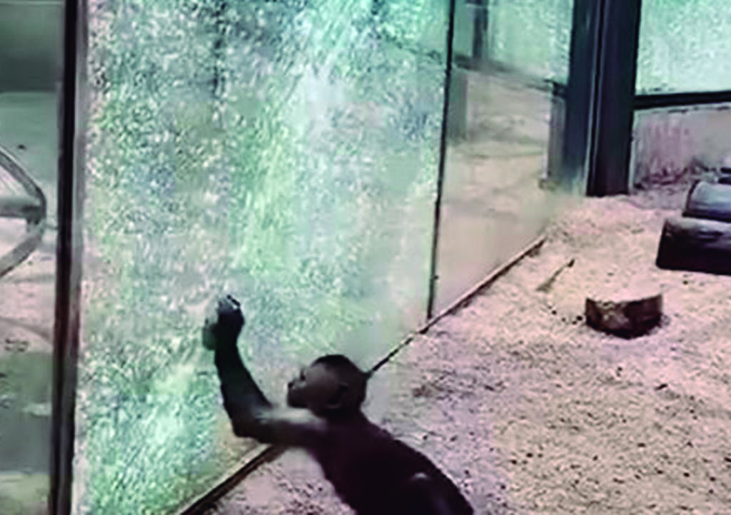 VIDEO: Mono estrella cristal de zoológico con piedra filosa