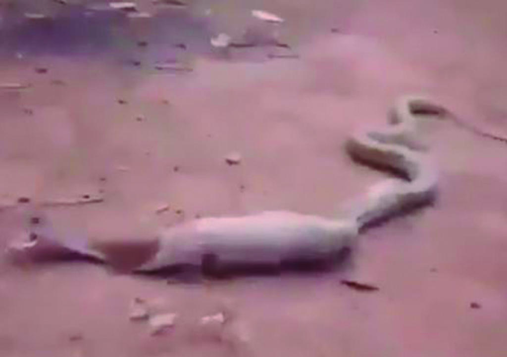 Serpiente vomita botella de plástico y comparten para concientizar