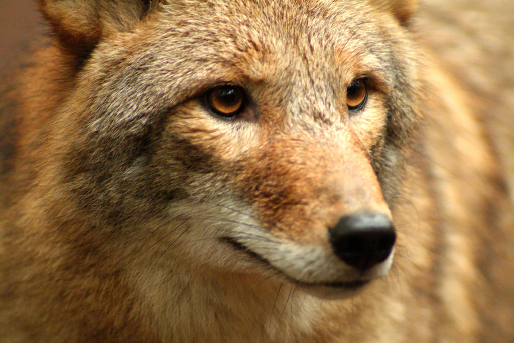 Se desplazan coyotes a Sudamérica como resultado de la deforestación