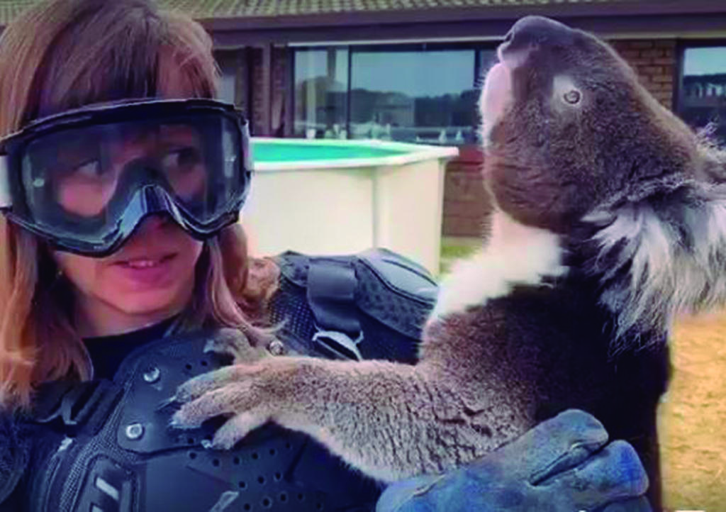 VIRAL: Reportera usa 'equipo rudo' para cargar a un koala y provoca burlas