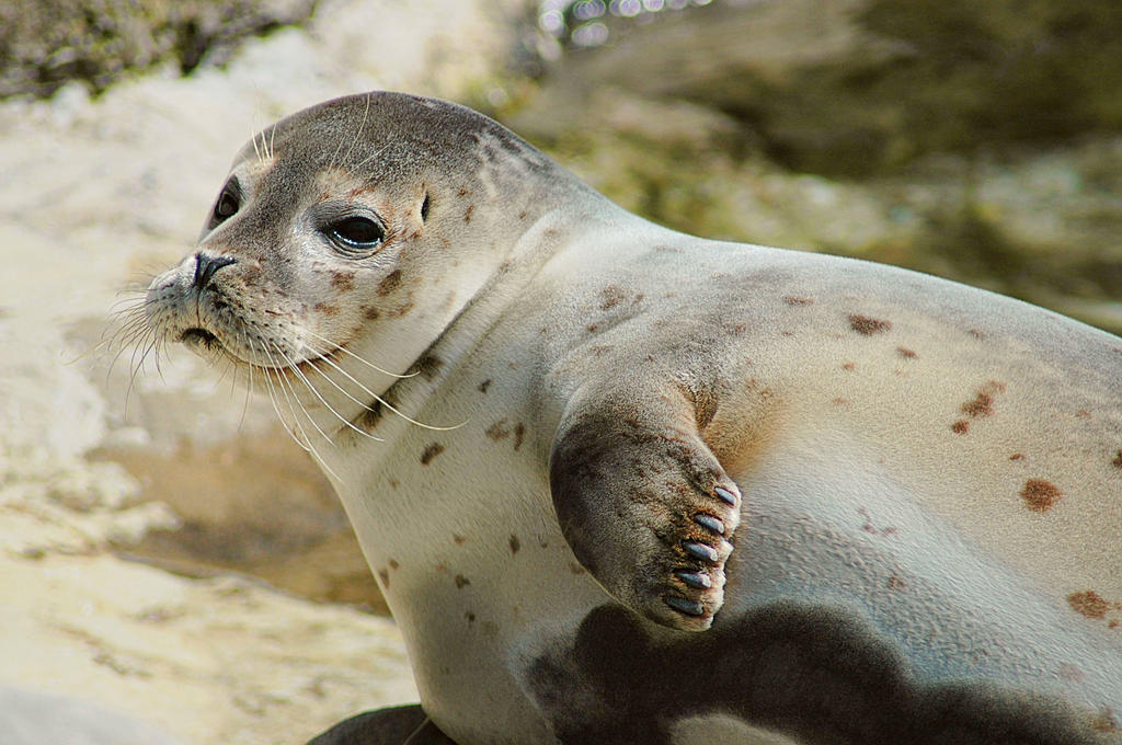 Fotografía de una foca se vuelve viral por su extraño aspecto