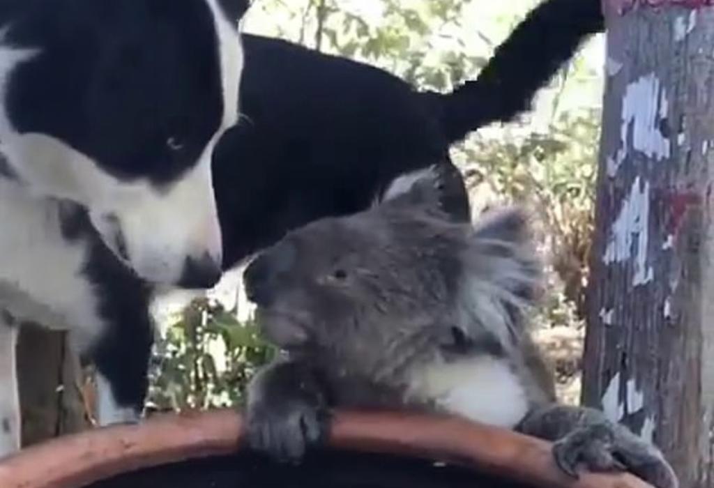 Perro comparte de su agua con koala que escapó de los incendios en Australia