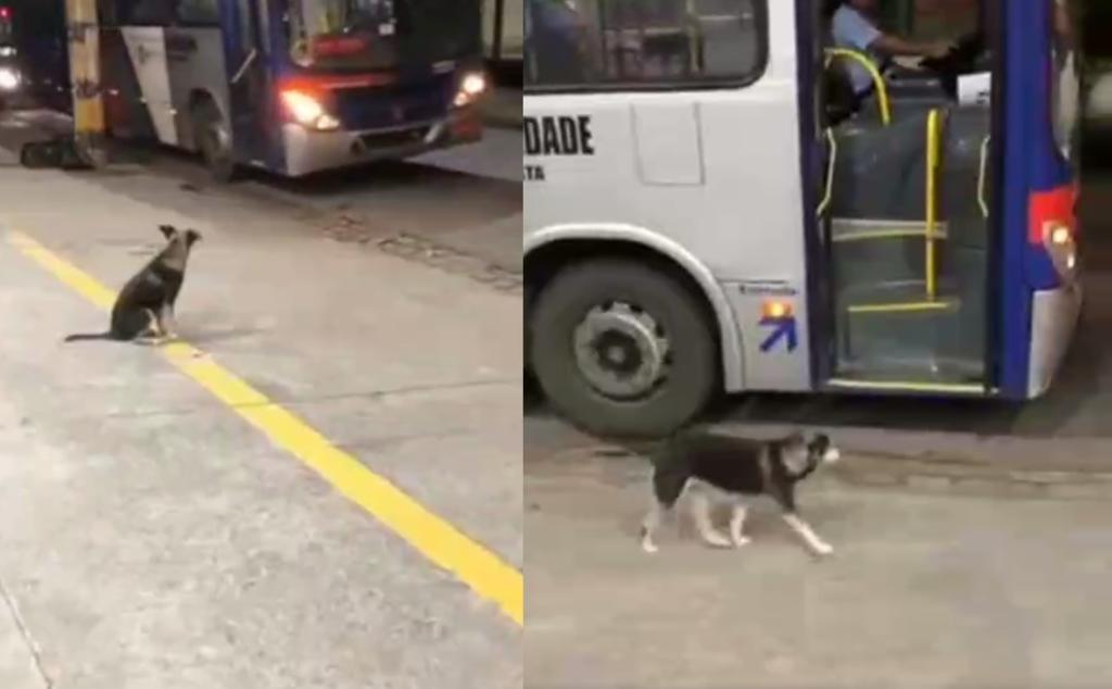 VIRAL: Perrito espera todos los días a conductor de camión que le da de comer