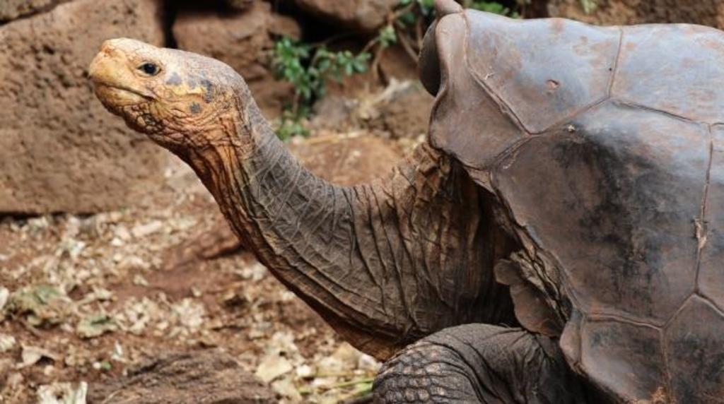 'Diego', la tortuga gigante que salvó a su especie se retira