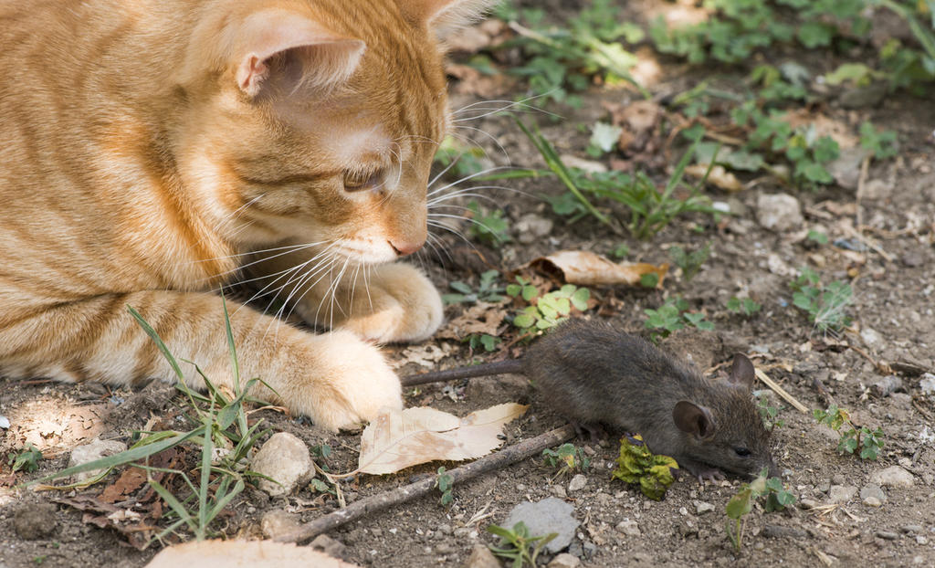 Tienen gatos un parásito que reduce el miedo y la ansiedad de los ratones
