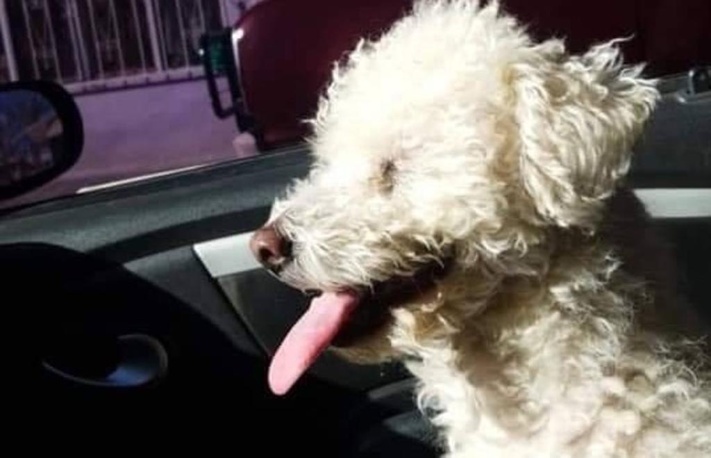 'Secuestra' al perro de su novia porque lo bloqueó de Facebook y se vuelve viral