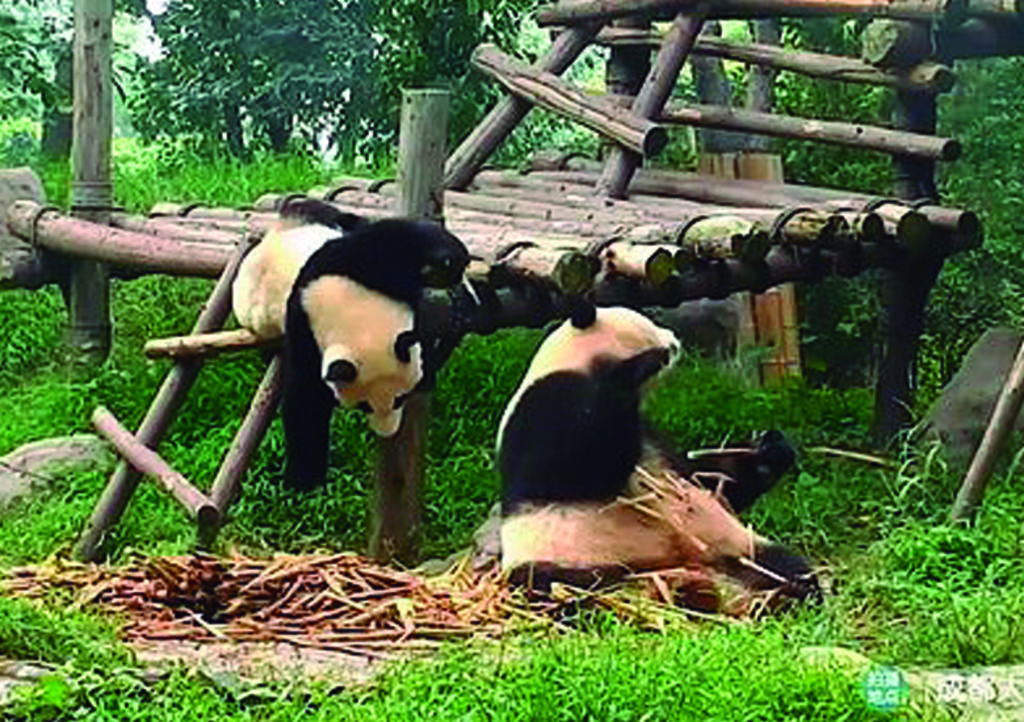 VIDEO: Los pandas 'torpes' y 'asustadizos' que rompieron la red
