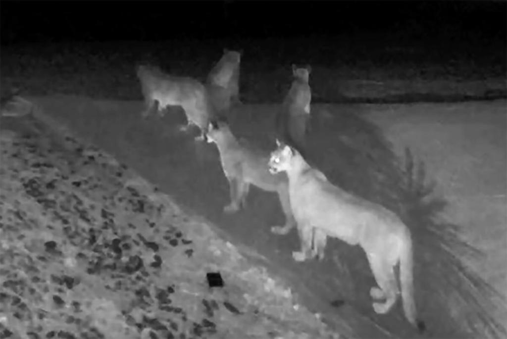 Cámara de seguridad capta a cinco pumas juntos en California