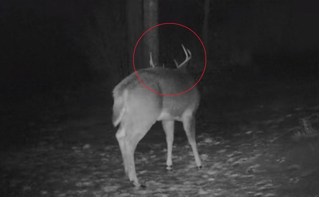 VIRAL: La reacción de un ciervo al perder sus cuernos
