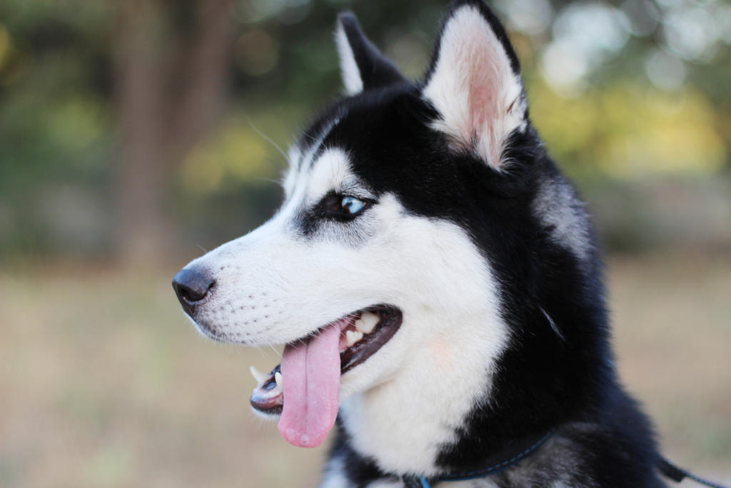 Resistencia de los perros a enfermedades priónicas puede ayudar a nuevas terapias