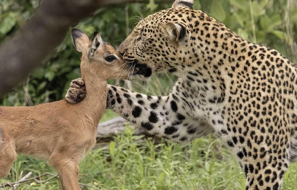 VIRAL: Amistad entre bebé impala y leopardo termina mal