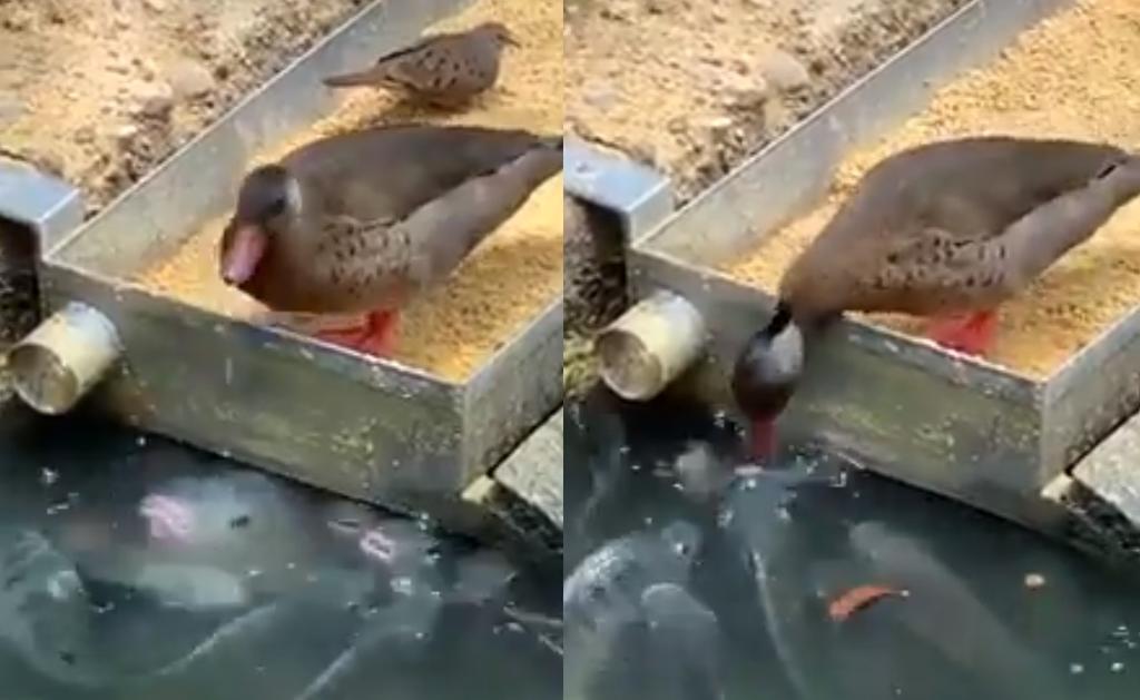 Pato conquista al alimentar a peces en la India