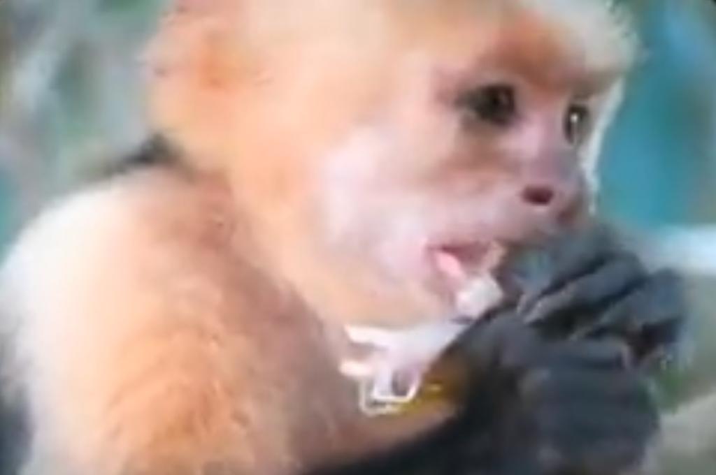 VIRAL: Captan a un mono capuchino devorando a una iguana viva