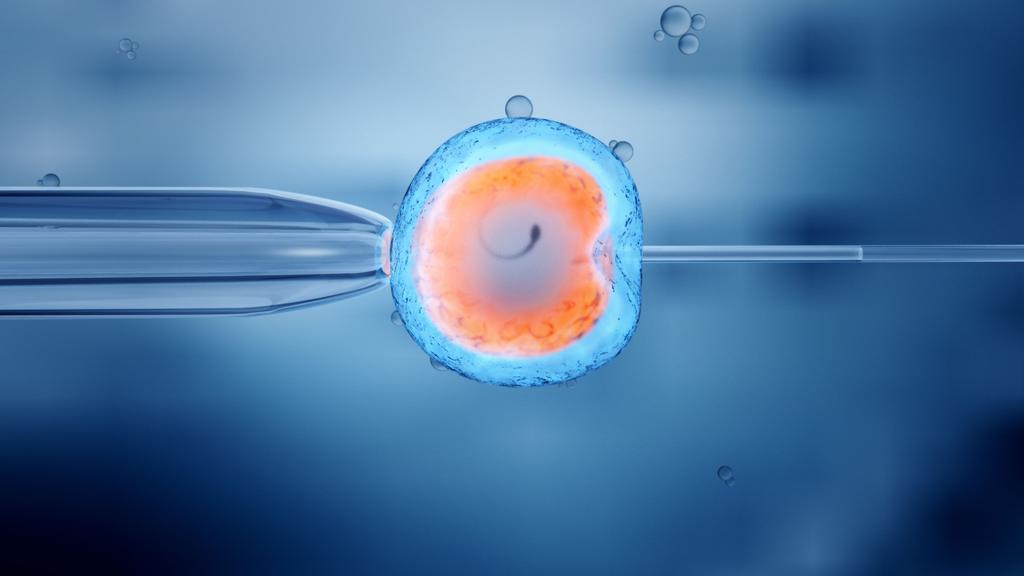 Espermatozoides y óvulos artificiales, a punto de ser realidad
