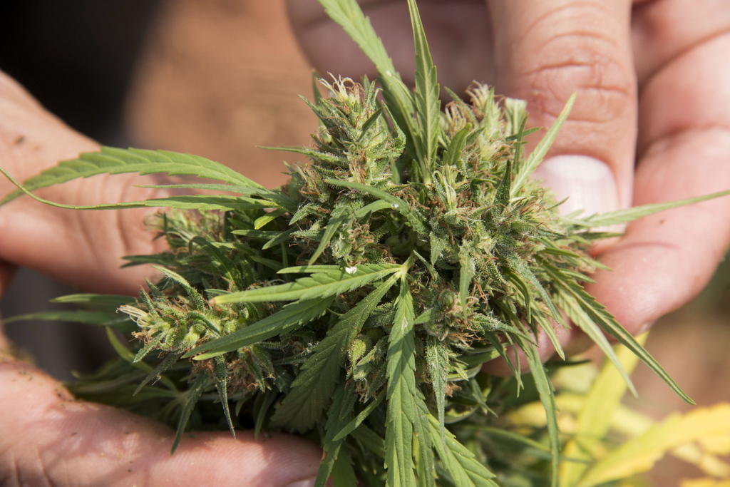 Sin cárcel, portadores de hasta 200 gramos de marihuana