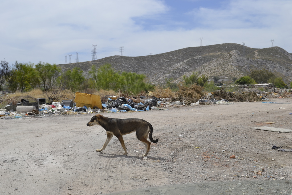 Suman 78 denuncias por crueldad animal en Coahuila
