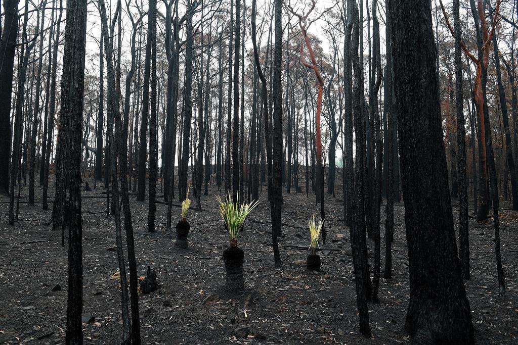 Fuertes lluvias dan alivio a zonas afectadas por incendios en Australia