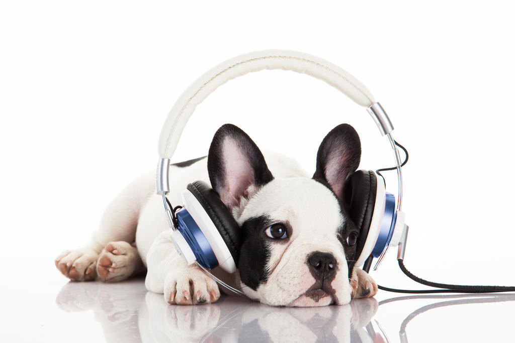 Lanza Spotify listas de reproducción para tu perro