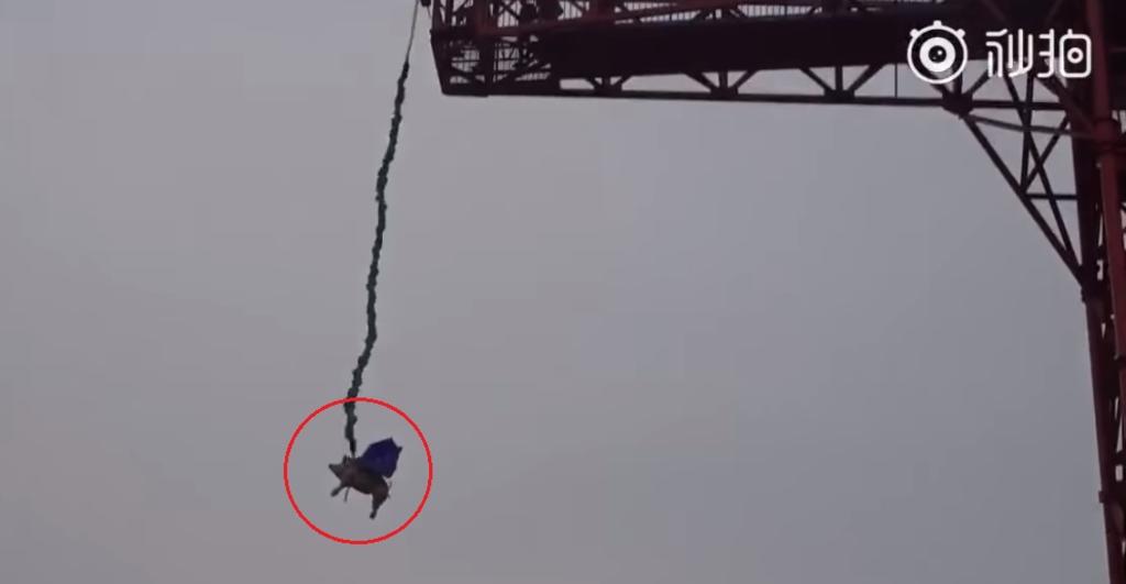 Parque en China lanza un cerdo desde un bungee y es acusado de maltrato animal