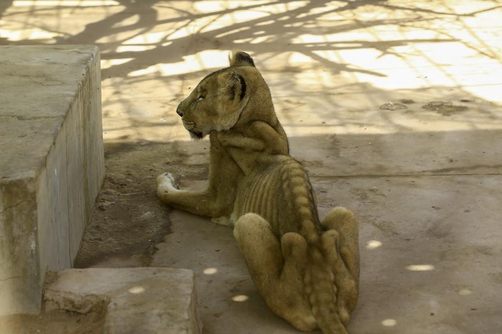 Leona africana muere por desnutrición en zoológico de Sudán
