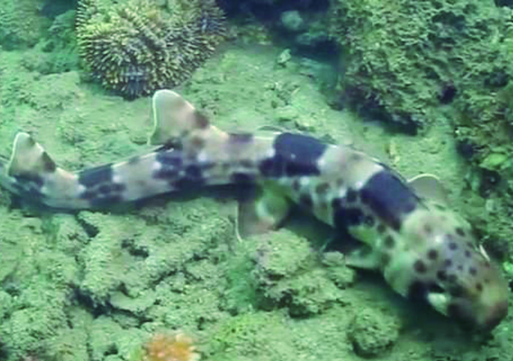 VIRAL: Descubren nueva especie de tiburones que puede 'caminar' bajo en agua