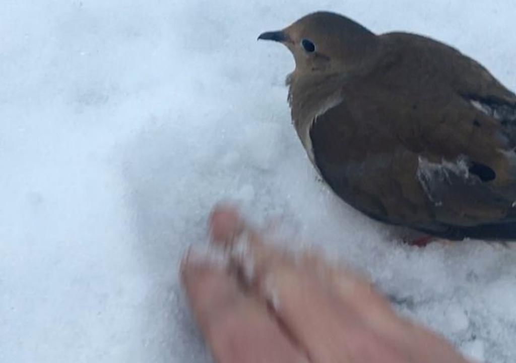 VIDEO: Conductor ayuda a un pájaro que estaba atrapado entre la nieve