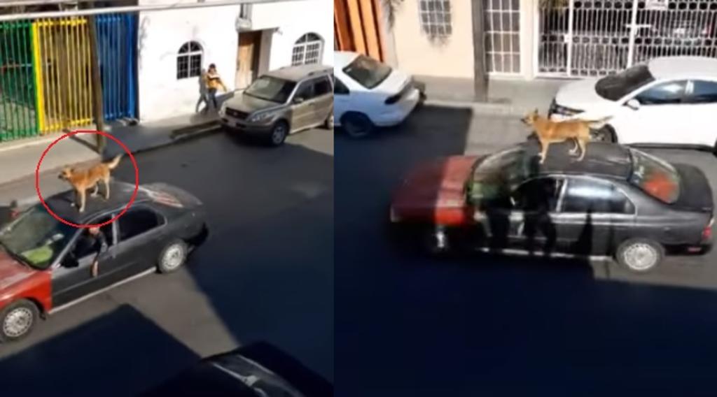 VIDEO: Captan a un 'perro' paseando encima de un carro