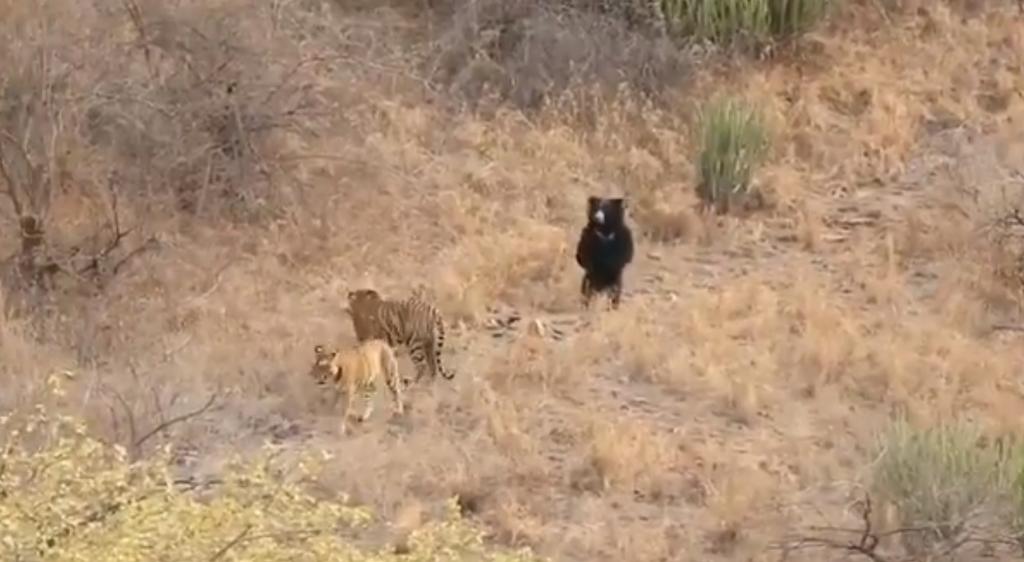 VIRAL: Tigre asecha a un oso perezoso, pero es sorprendido por éste