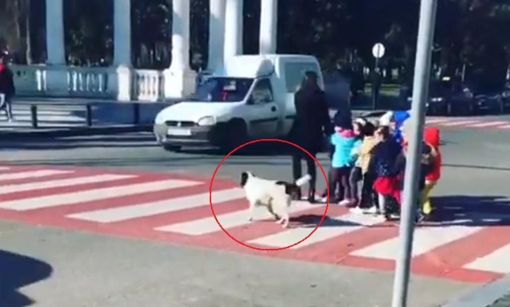 VIDEO: Perrito ayuda a grupo de niños a cruzar la calle