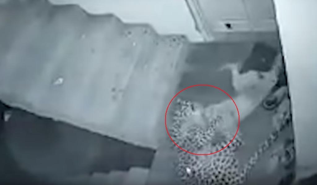 VIDEO: Leopardo ataca a un perro al irrumpir en una casa