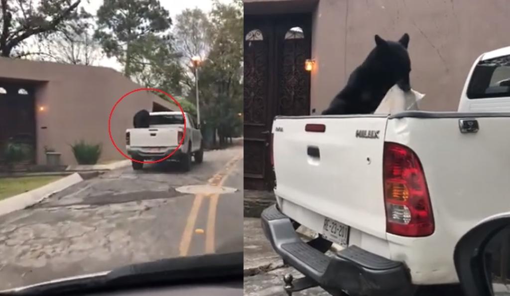 VIDEO: Captan a oso husmeando en una camioneta en Nuevo León