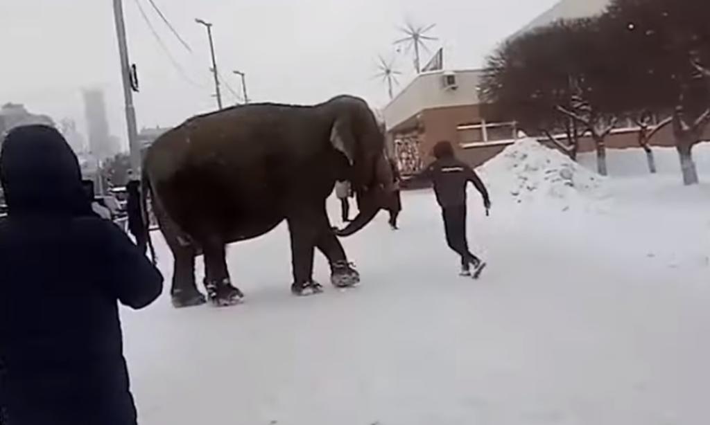 Elefantes escapan de circo y pasean por la ciudad en Rusia
