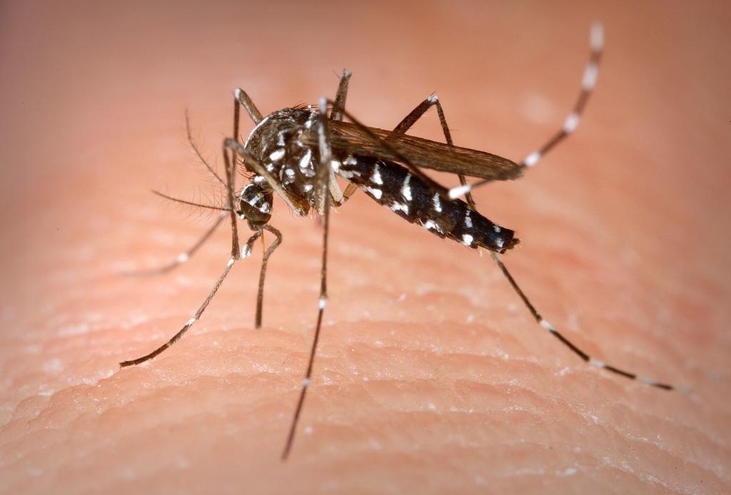 Joven brasileña diseña test rápido y económico para detección del dengue