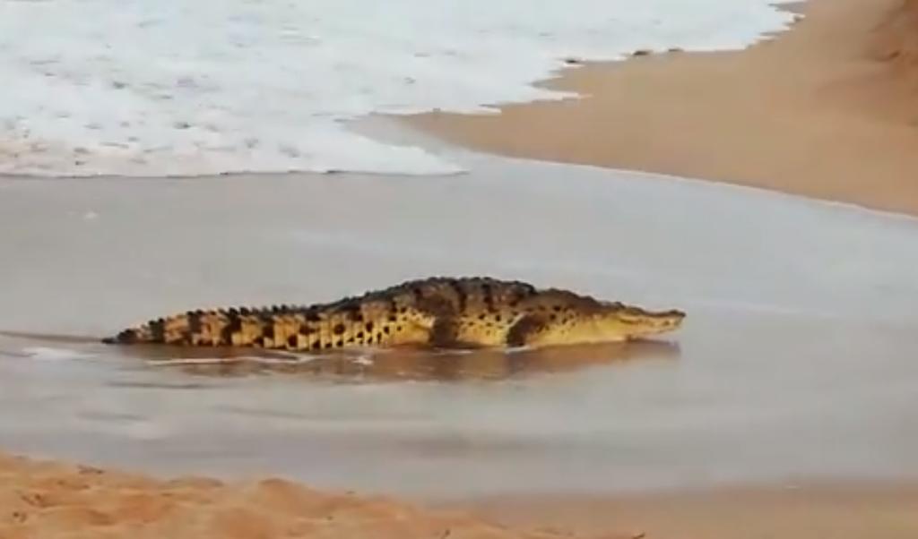 VIDEO: Encuentran un cocodrilo de tres metros en playas de Mazatlán
