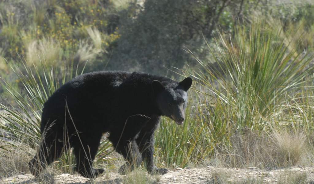 Coahuila, mayor santuario del oso negro en México