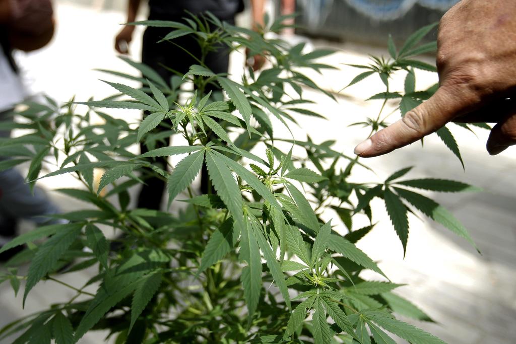 Crece negocio de marihuana medicinal en Colombia