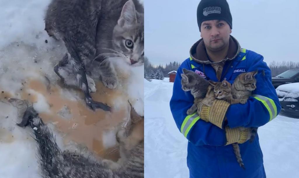 VIRAL: Hombre salva a tres gatitos congelados con una taza de café
