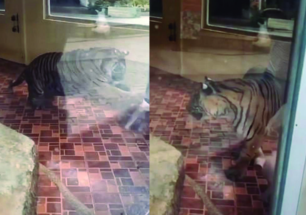 Zoológico 'entrega' dos cerdos bebé a tigre para entretener a visitantes