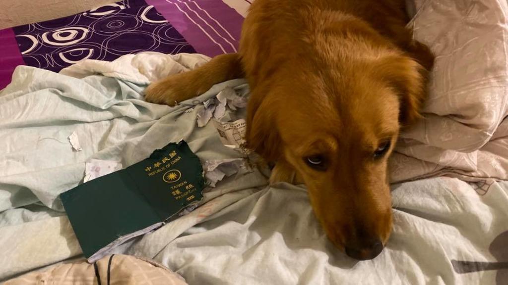 Perro 'salva' a su dueña del coronavirus al destruir su pasaporte