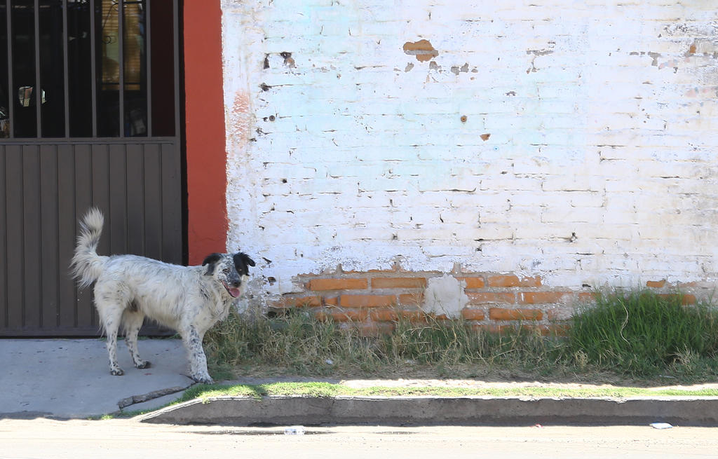 Matan a 57 perros en Puebla; presuntamente fueron envenenados