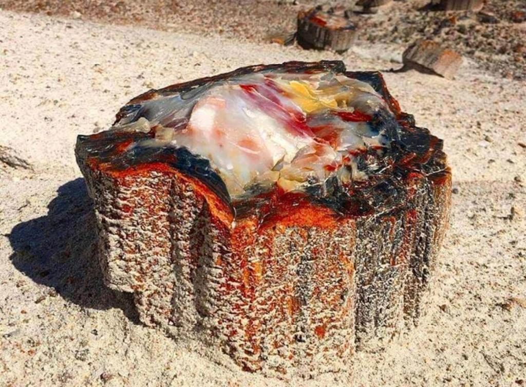 La foto de este madero petrificado en Arizona se hizo viral