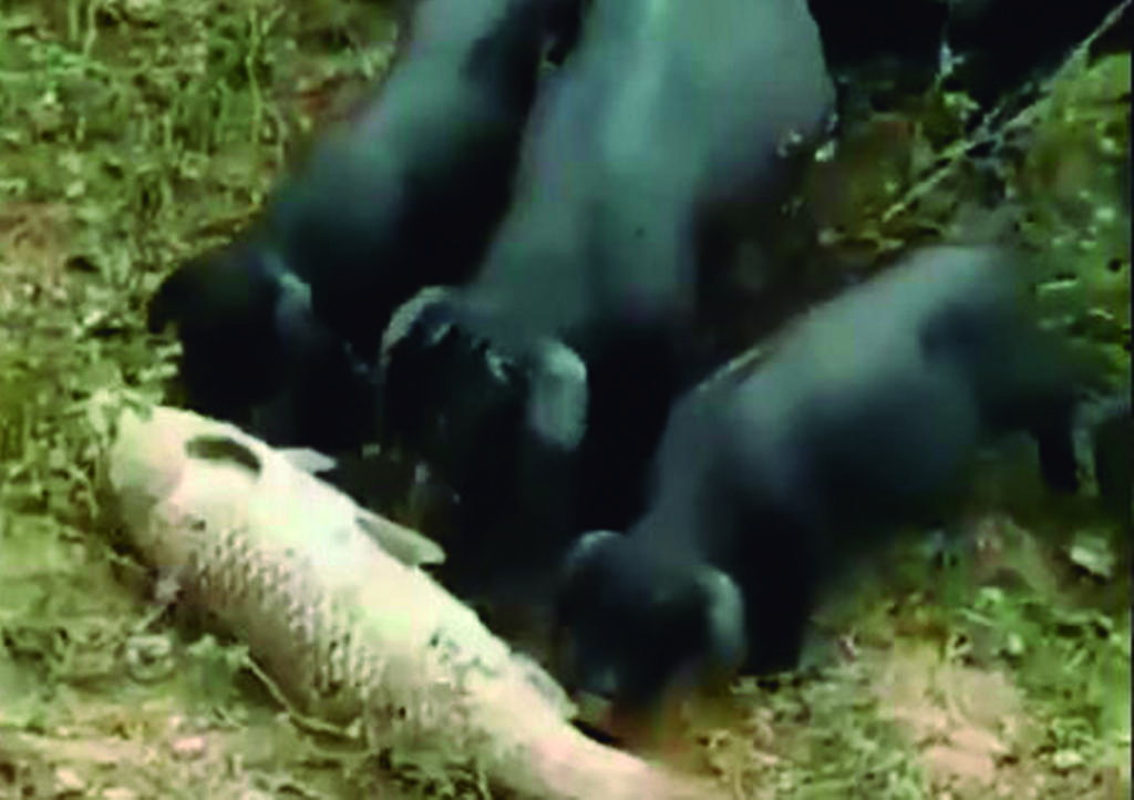 VIDEO: Cerdos se unen para salvar la vida de un pez