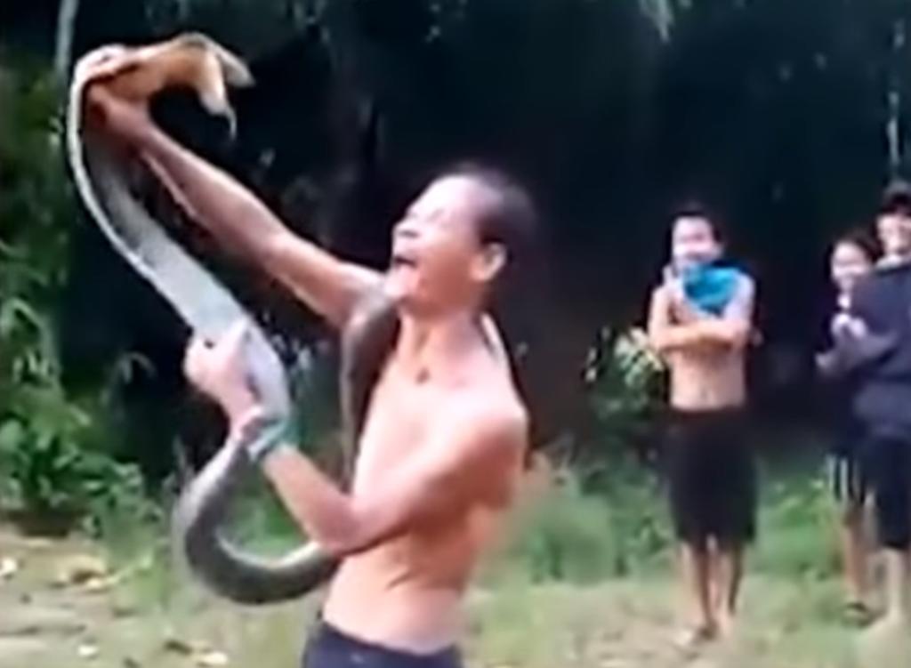 VIDEO: Encantador de serpientes muere tras jugar con una cobra