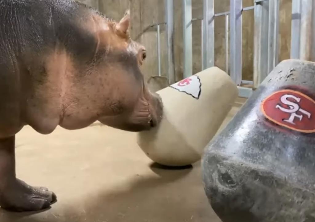 'Fiona' el hipopótamo, predice quién ganará el Super Bowl