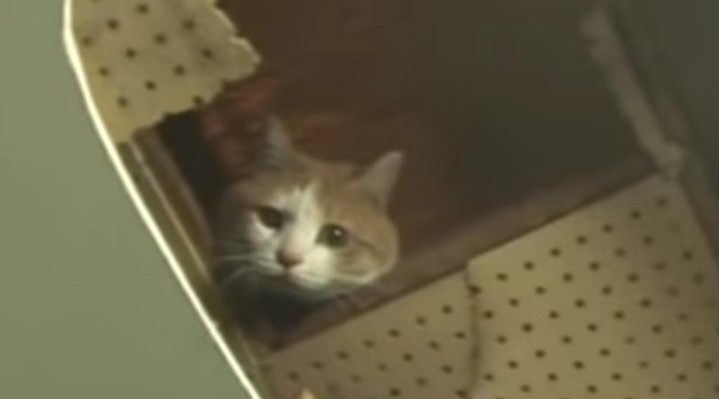 Rescatan a gatita que estuvo dos años atrapada en la pared de un centro comercial