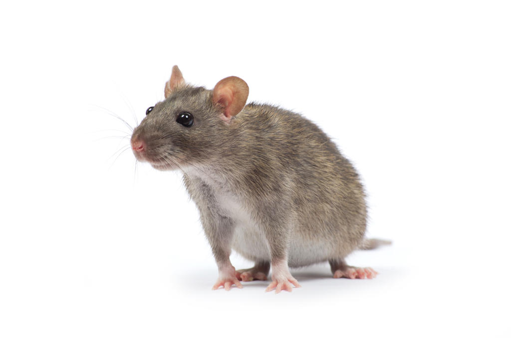 Presencia de roedores en casa puede desencadenar enfermedades