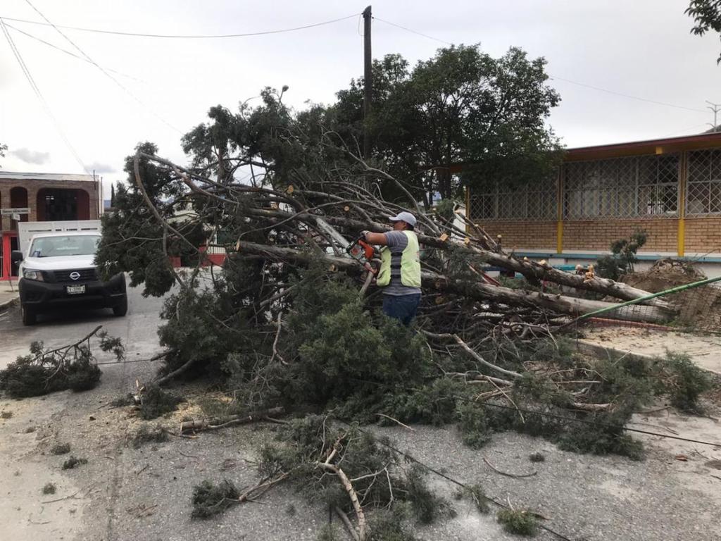 Fuertes vientos tumban seis árboles en Saltillo