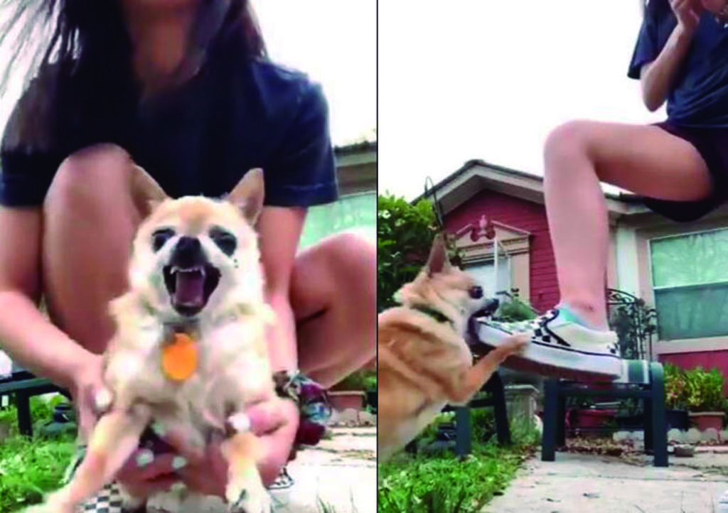 VIDEO: Se hace viral por dar en adopción a perrito 'cariñoso y obediente'