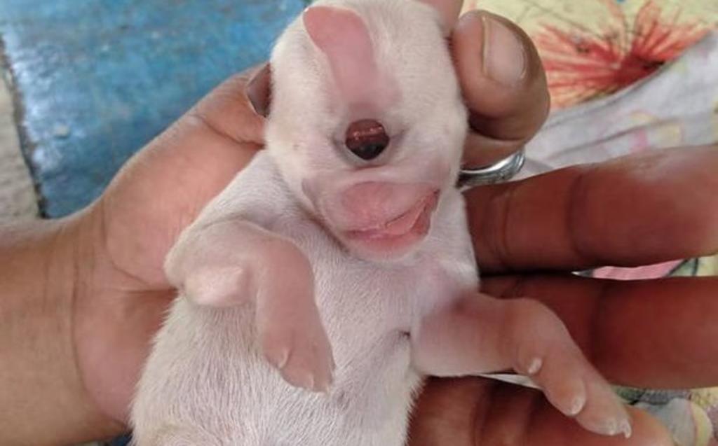 'Kevin', el perro que nació con un sólo ojo por una inusual enfermedad