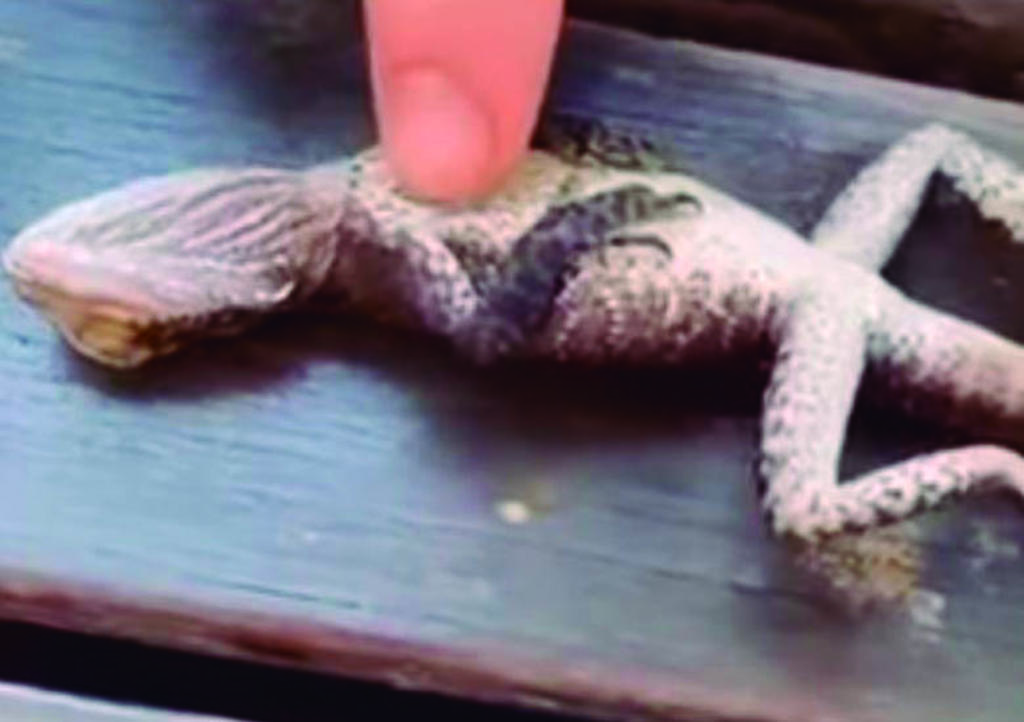 VIDEO: Bombero salva vida de lagartija con RCP